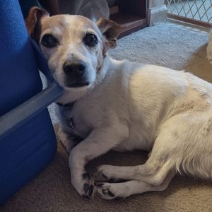 Meet your Posher, Dan